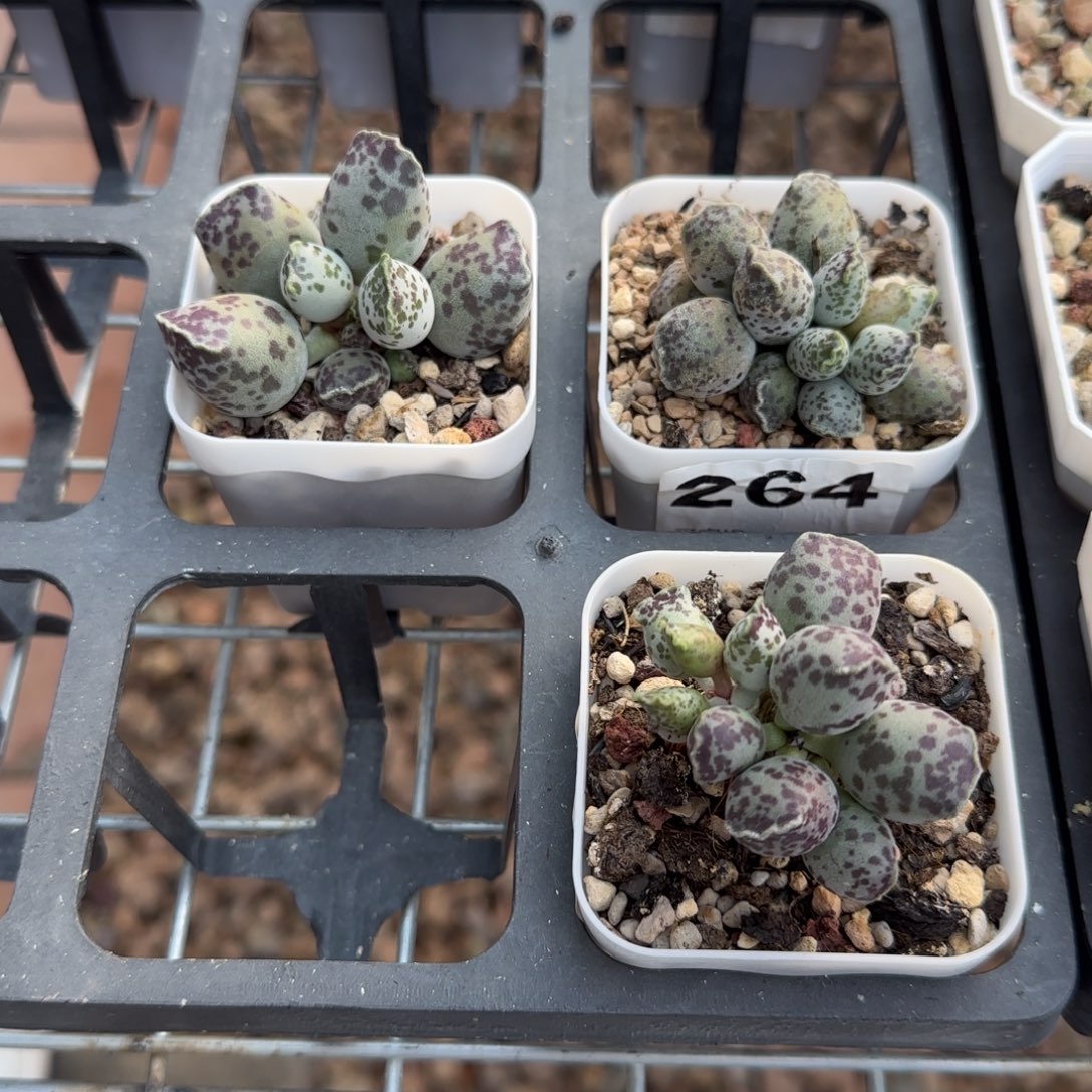 单颗达摩海豹量拍链接