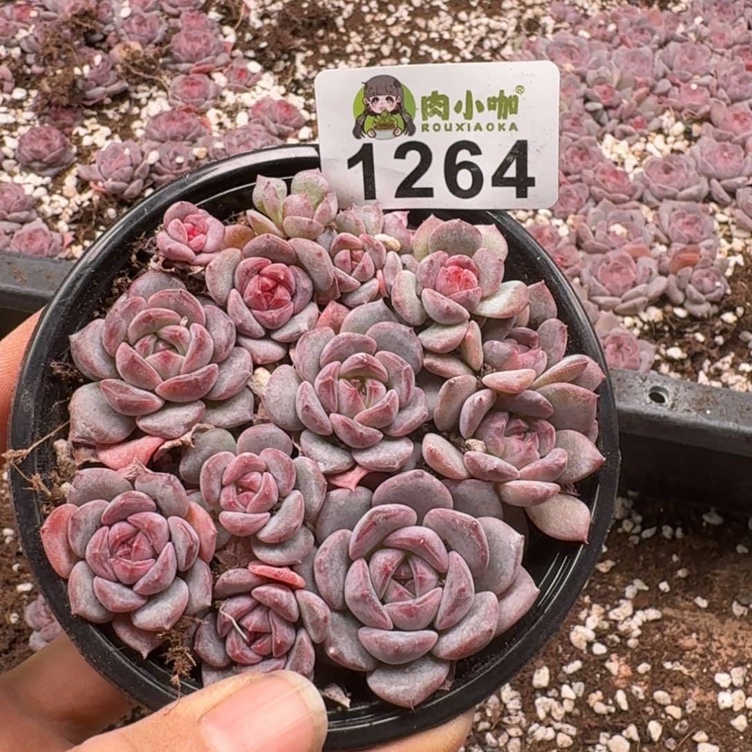 多肉植物多肉植物