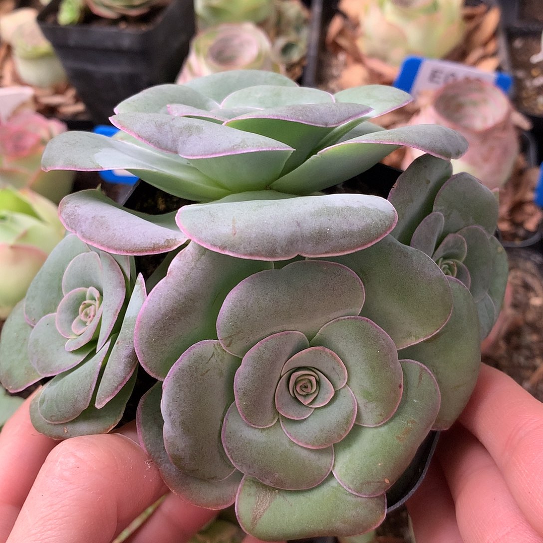 一物一拍星辰凤月108