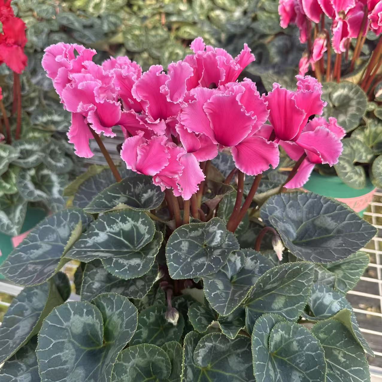 1.5特大加仑仙客来(炫舞皱边紫）原盆原土带花带花苞发货