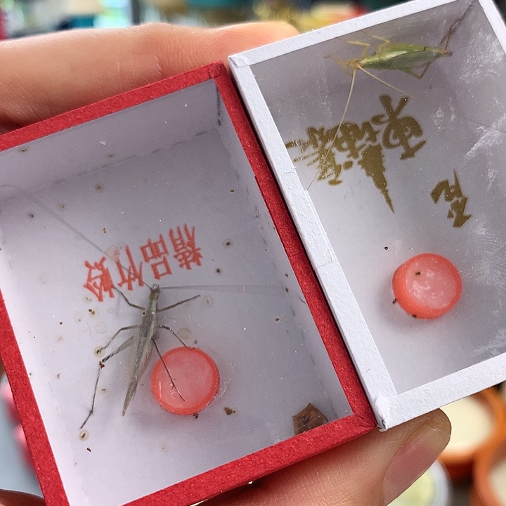紫竹一只柬埔寨啊啊啊啊