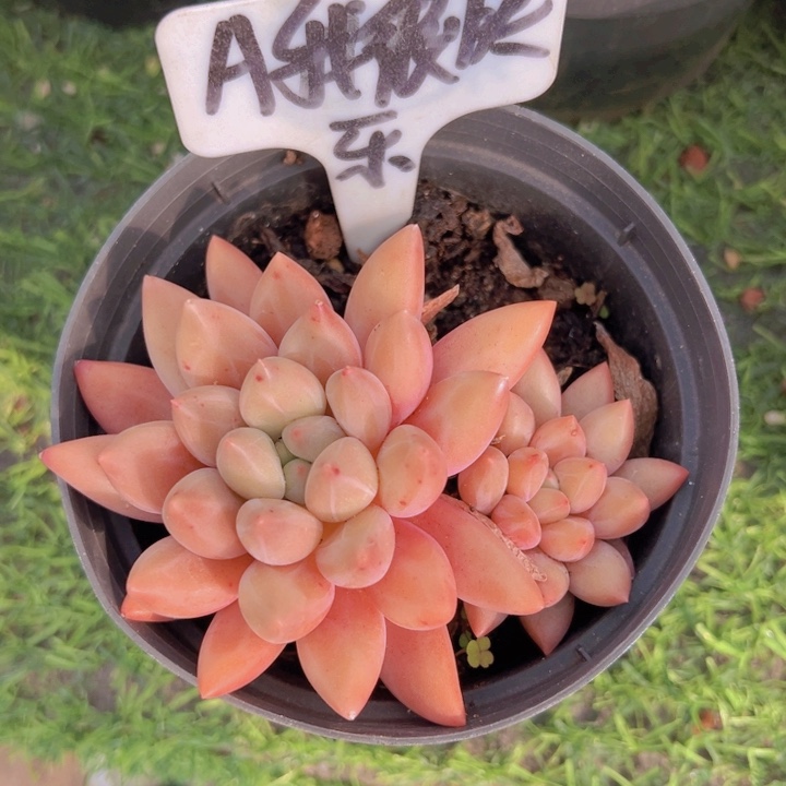 健健康康平平安安