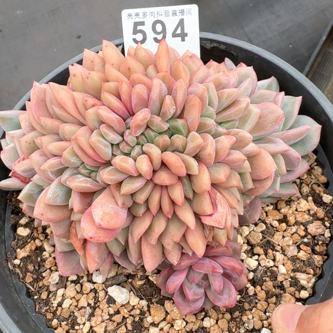 艾丽儿缀化15公分         多肉植物