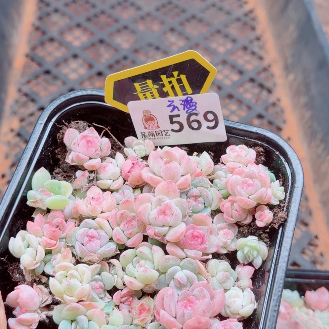 多肉植物多肉植物