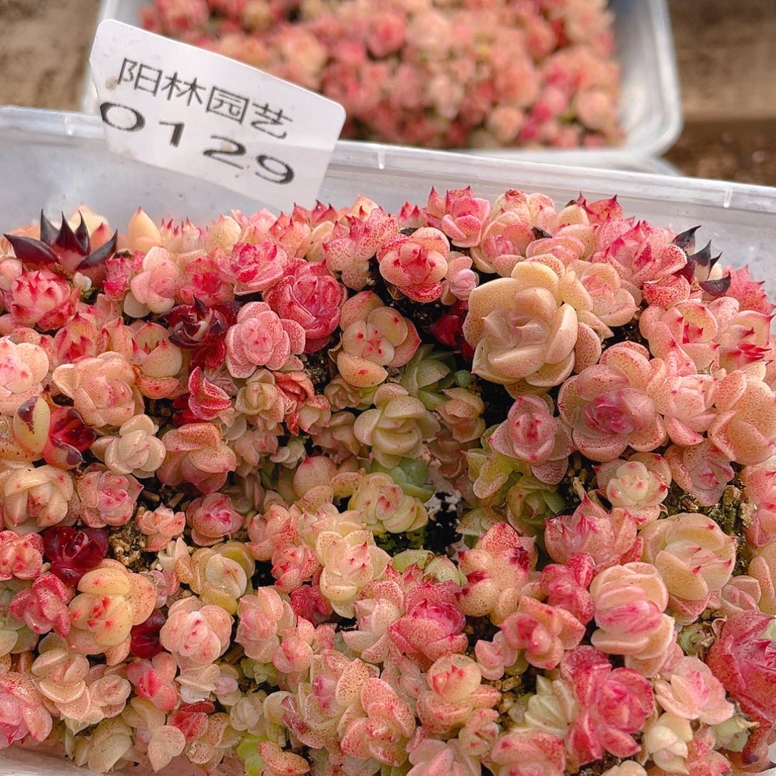 我***谁多肉植物多肉植物129