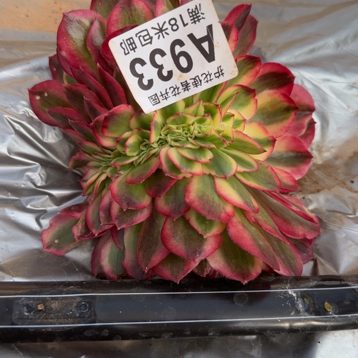 多肉 荔枝一体化多肉法师