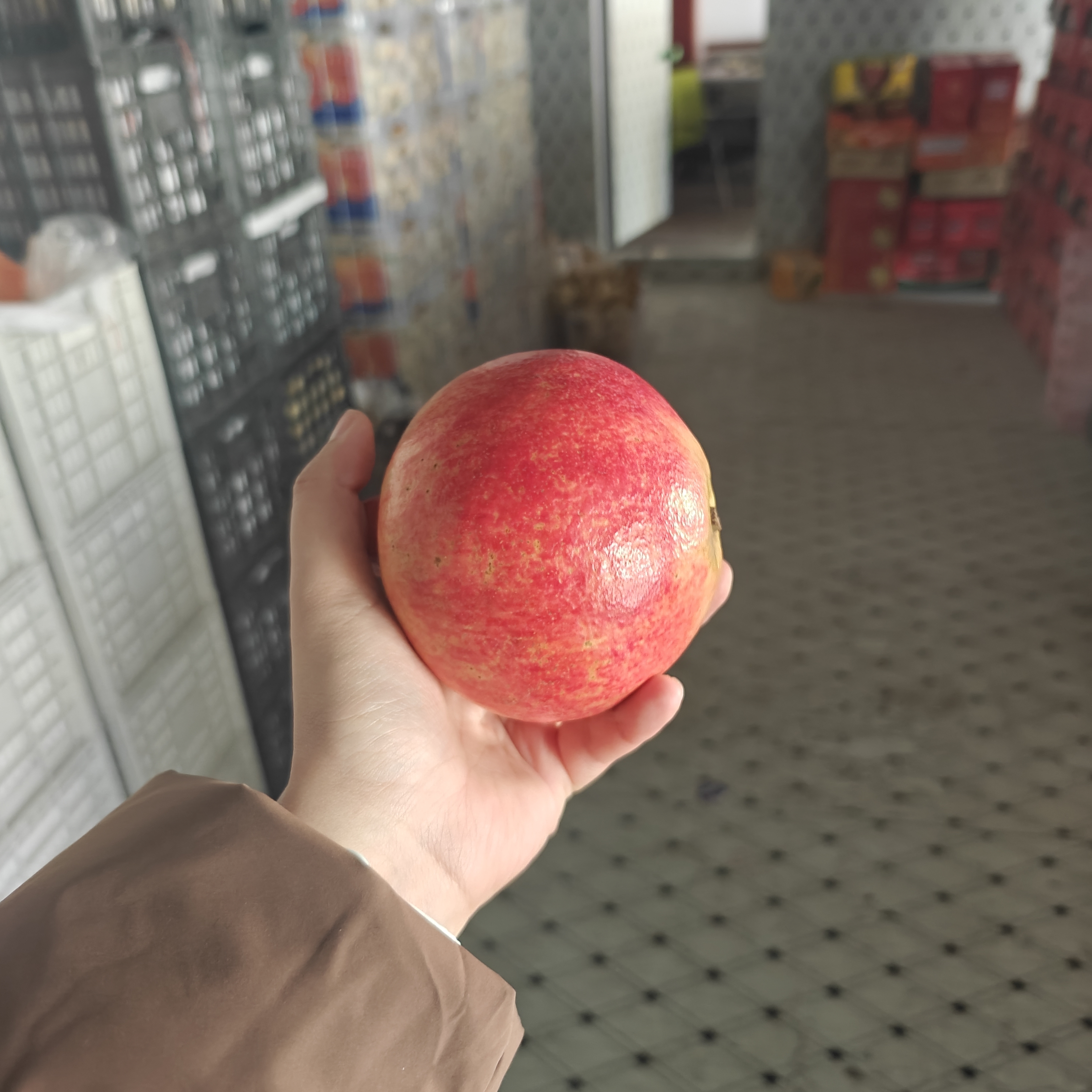 精品红石榴(一个装)