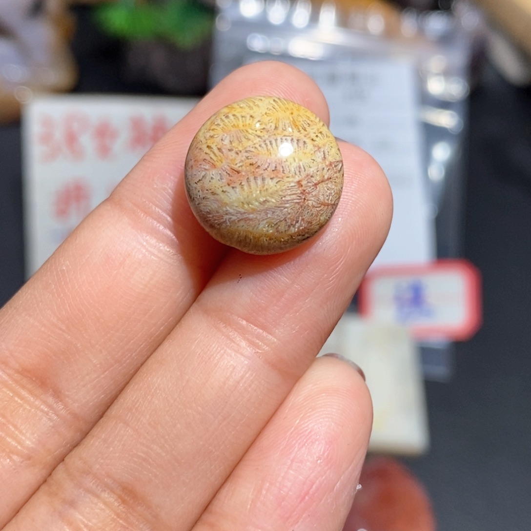 【闪购商品】硅化玉颈饰未镶嵌