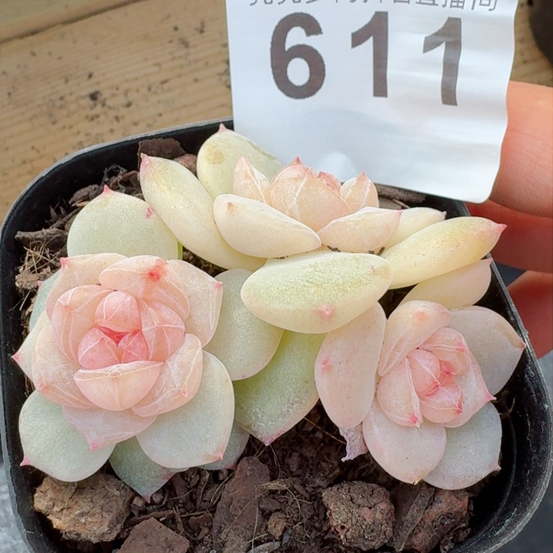 梨花白         多肉植物新品上新