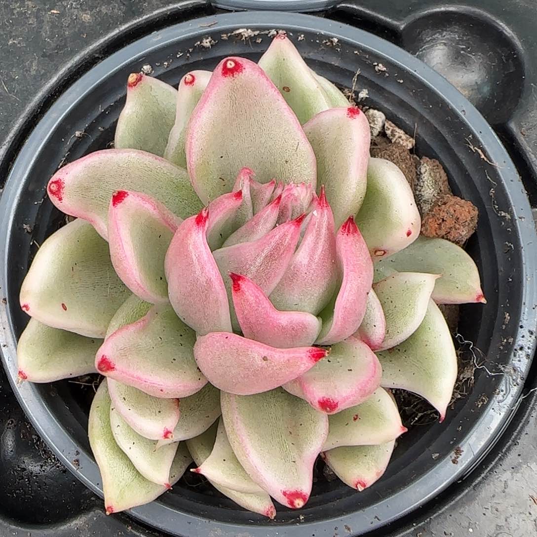 从前慢花园精选怪兽锦