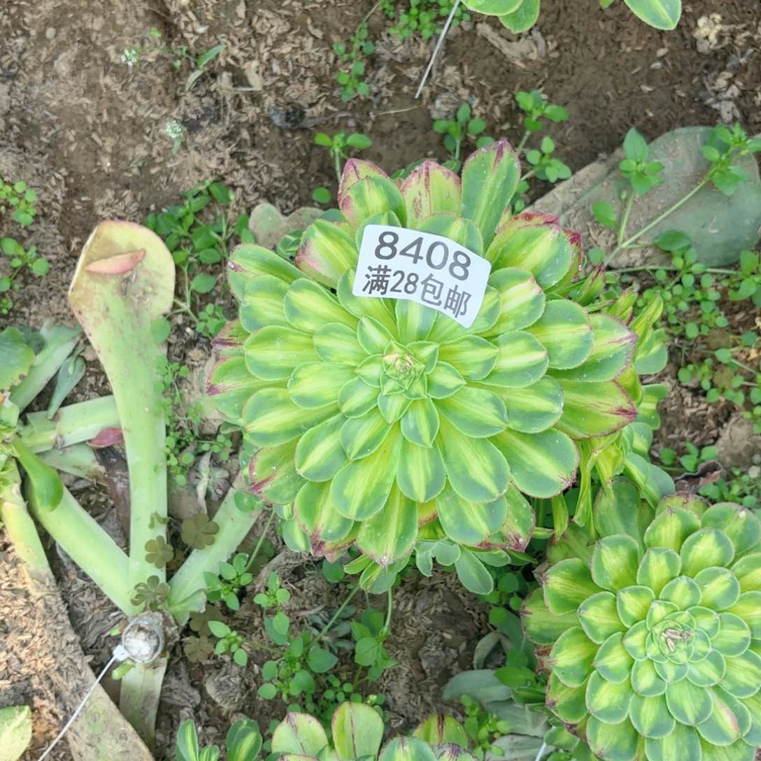 般*8408知否多肉