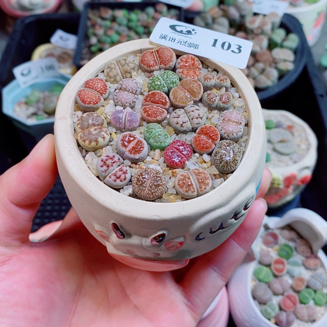 生石花花花花花花103
