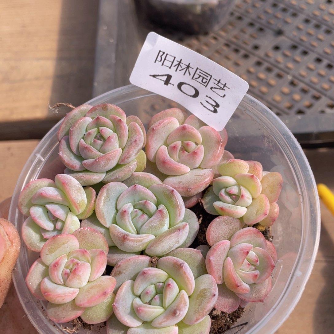 多肉植物多肉植物403