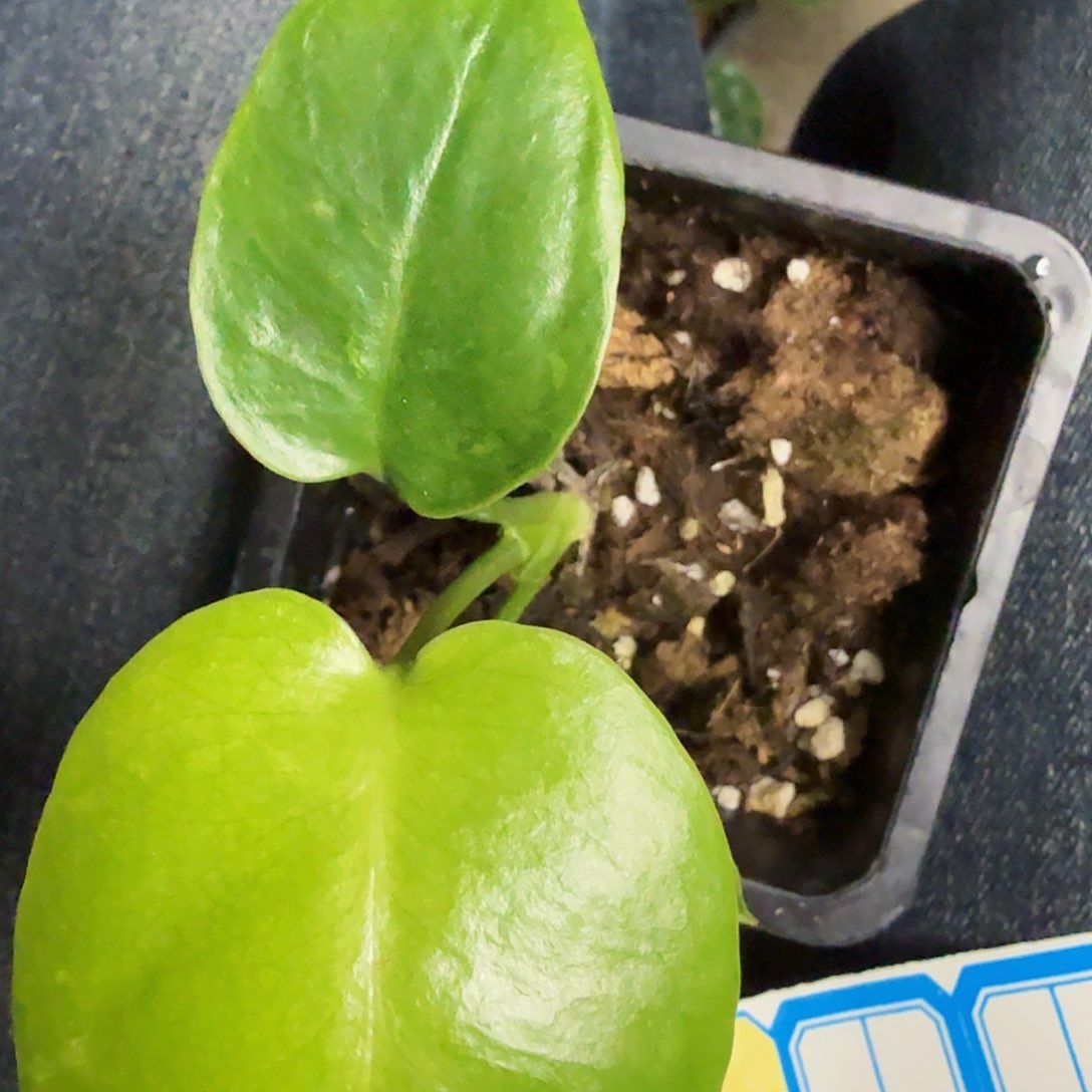 L****t龟背竹一物一拍