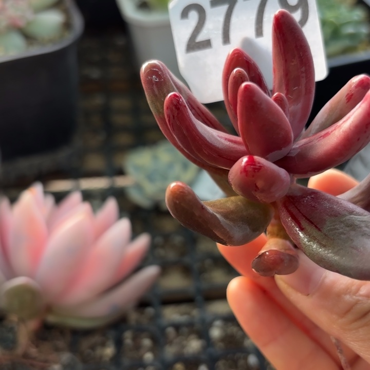 红手指锦多肉植物