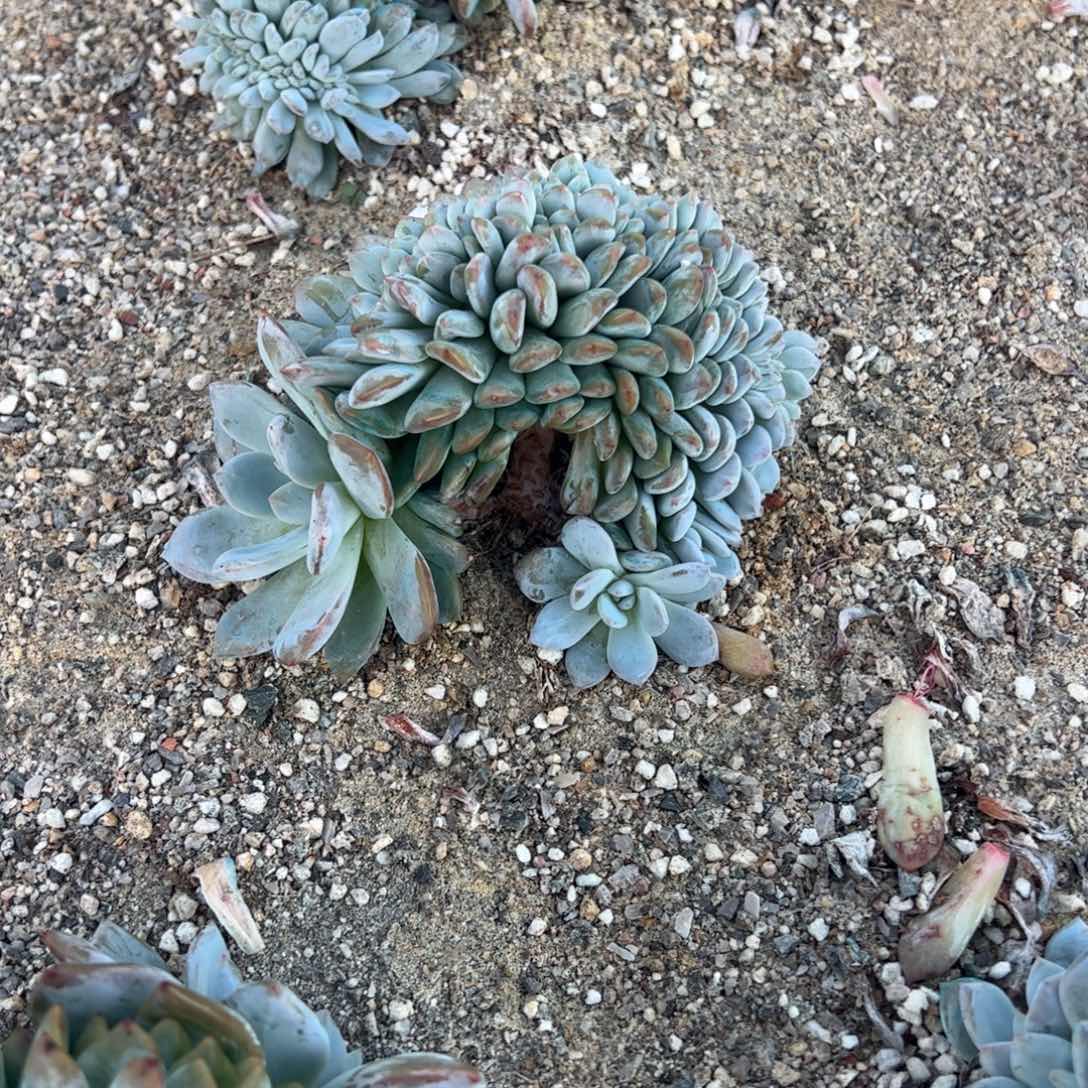 小经济学家的亟待解决的开
