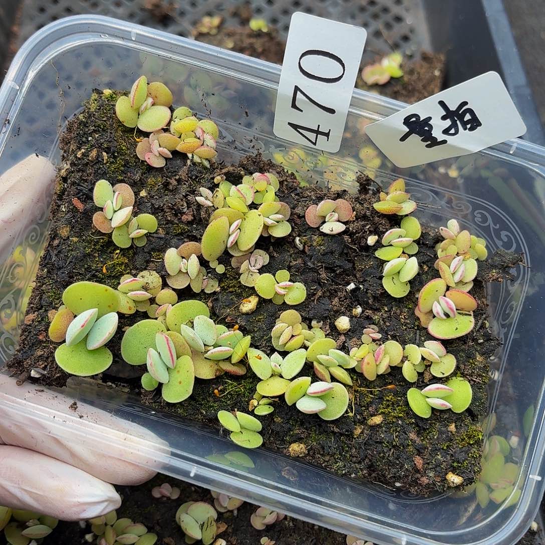 多肉植物多肉植物470量拍