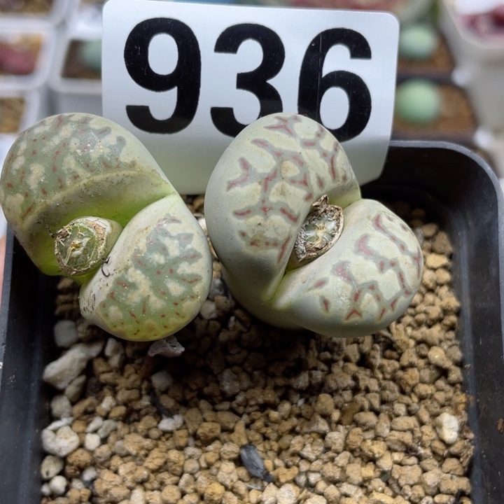 936丽虹玉母本带盆