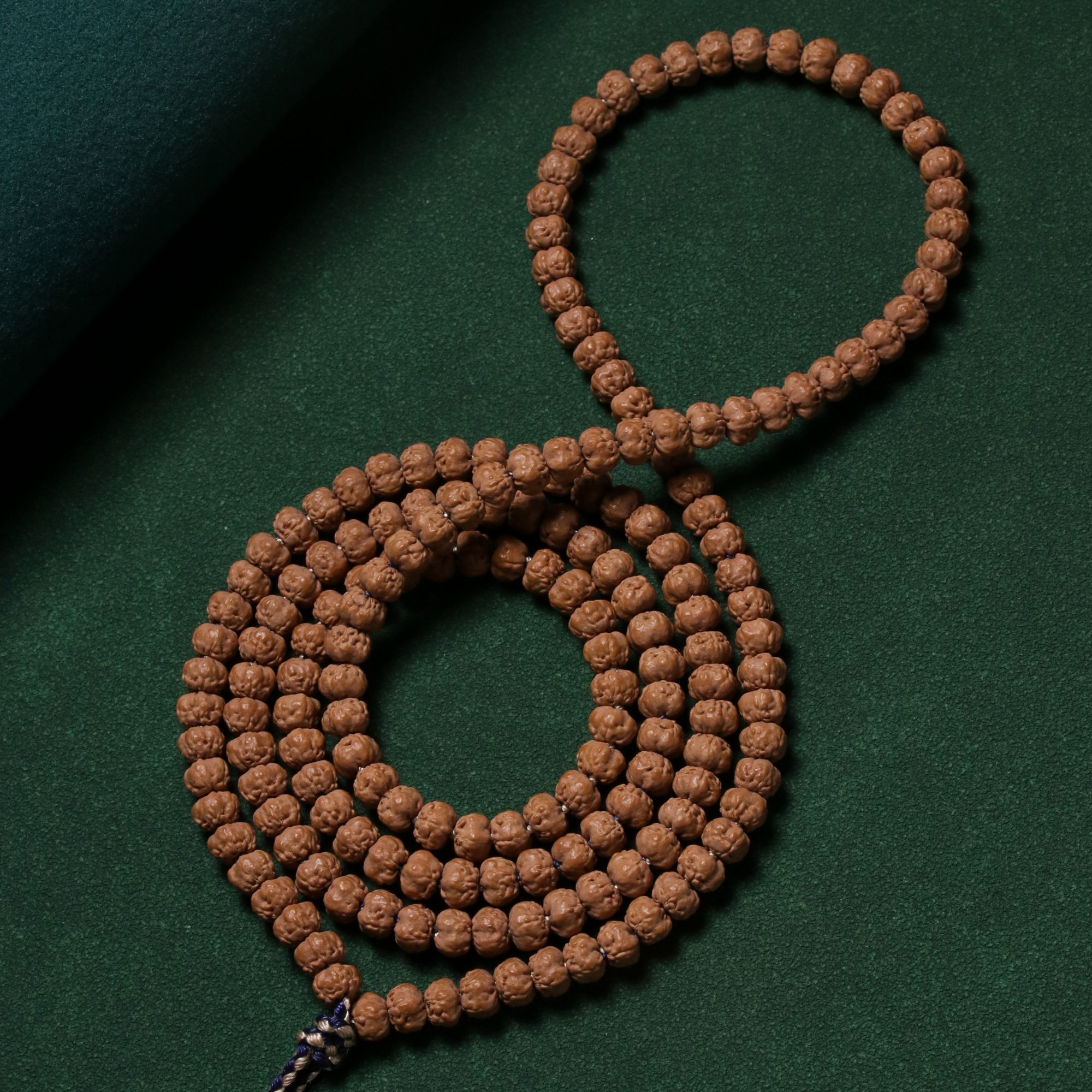 【五爪金龙·原桩佛手】紫红油皮矮桩包子底佛手小金刚菩提长串(树3)