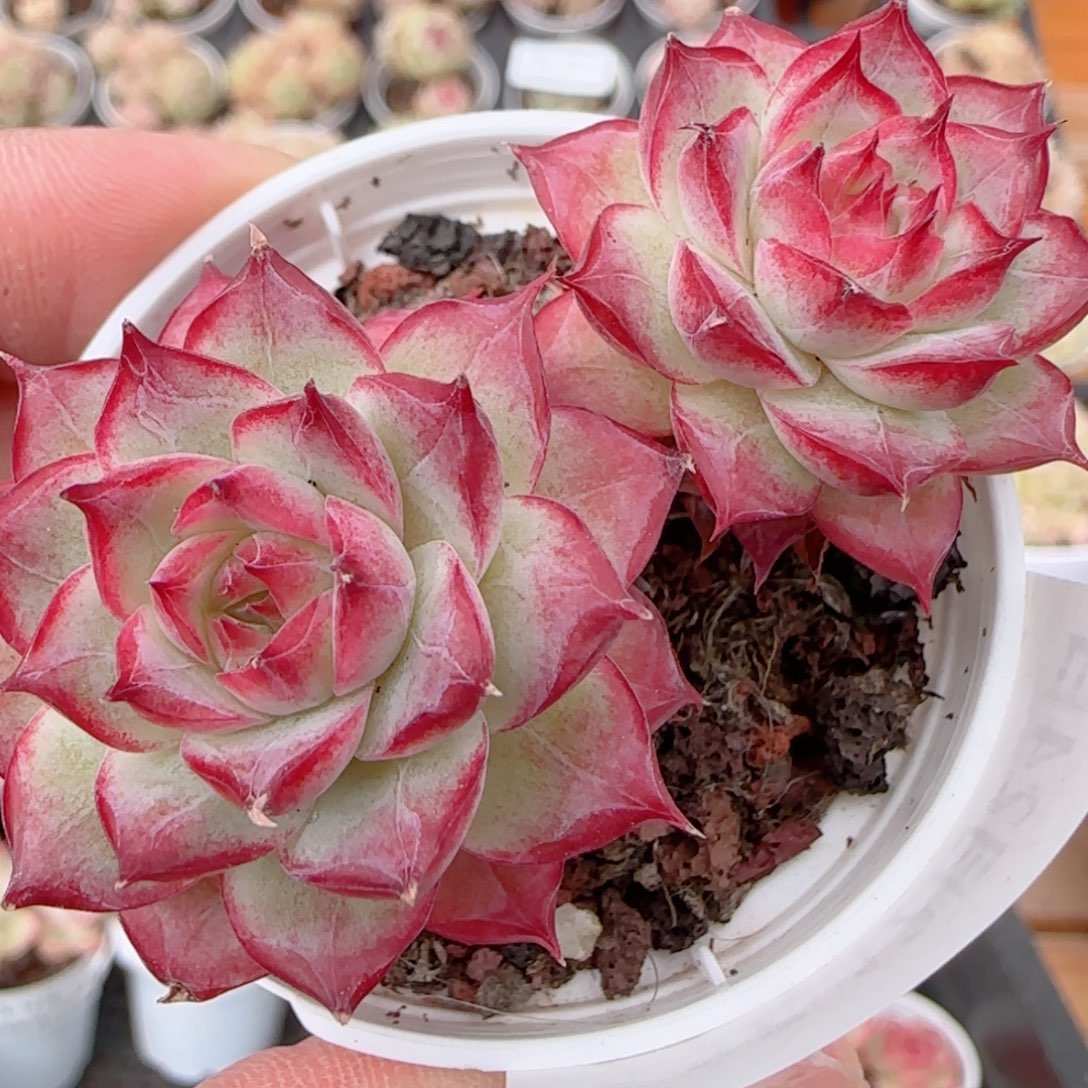 花语多肉1224-275散