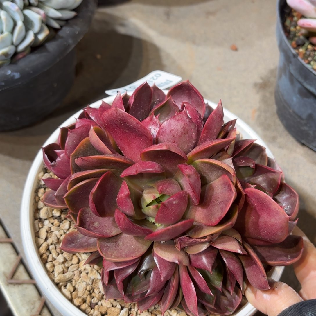 同温层多肉红灯372