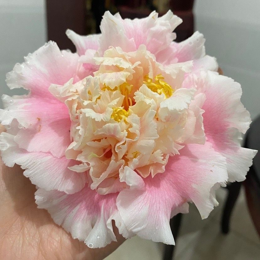 赛牡丹茶花云杂大花牡丹型室内外阳台客厅庭院植物包邮正宗家庭