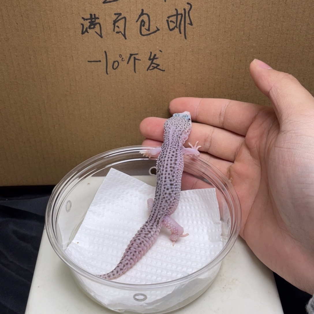 豹纹守宫银河 轻微缺钙 福利