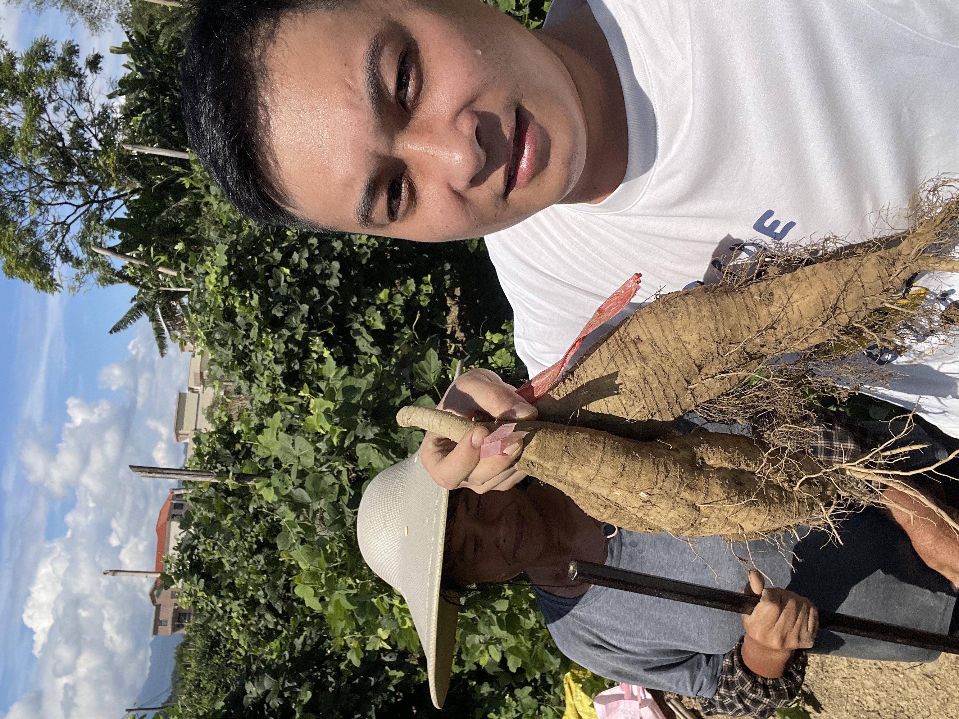粉葛大湾矮寨农家自种粉嫩无渣