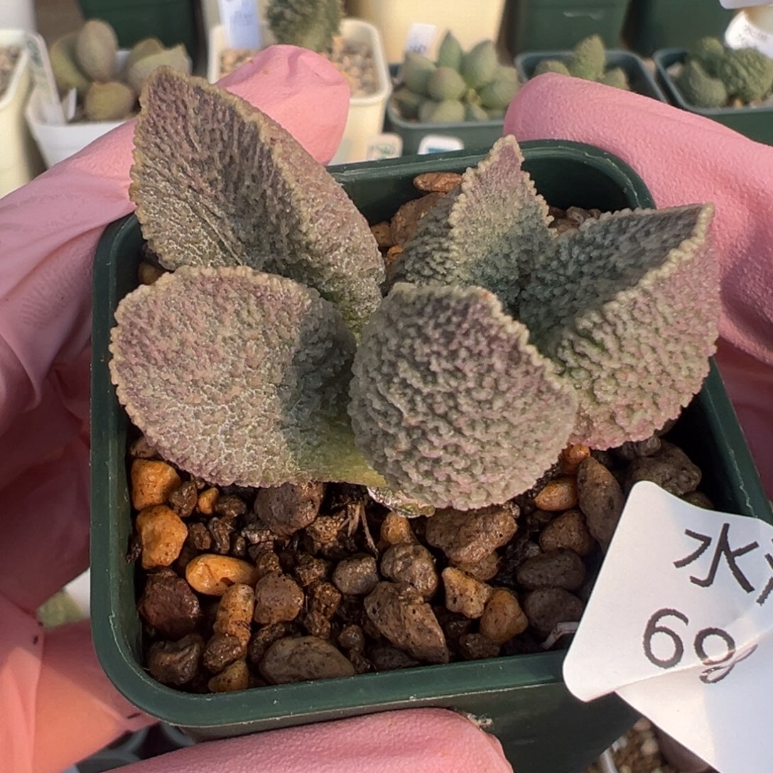 698哈默猪肝实生老桩一颗