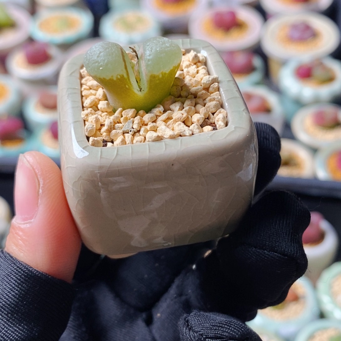 5281--一物一拍 带盆 星辰