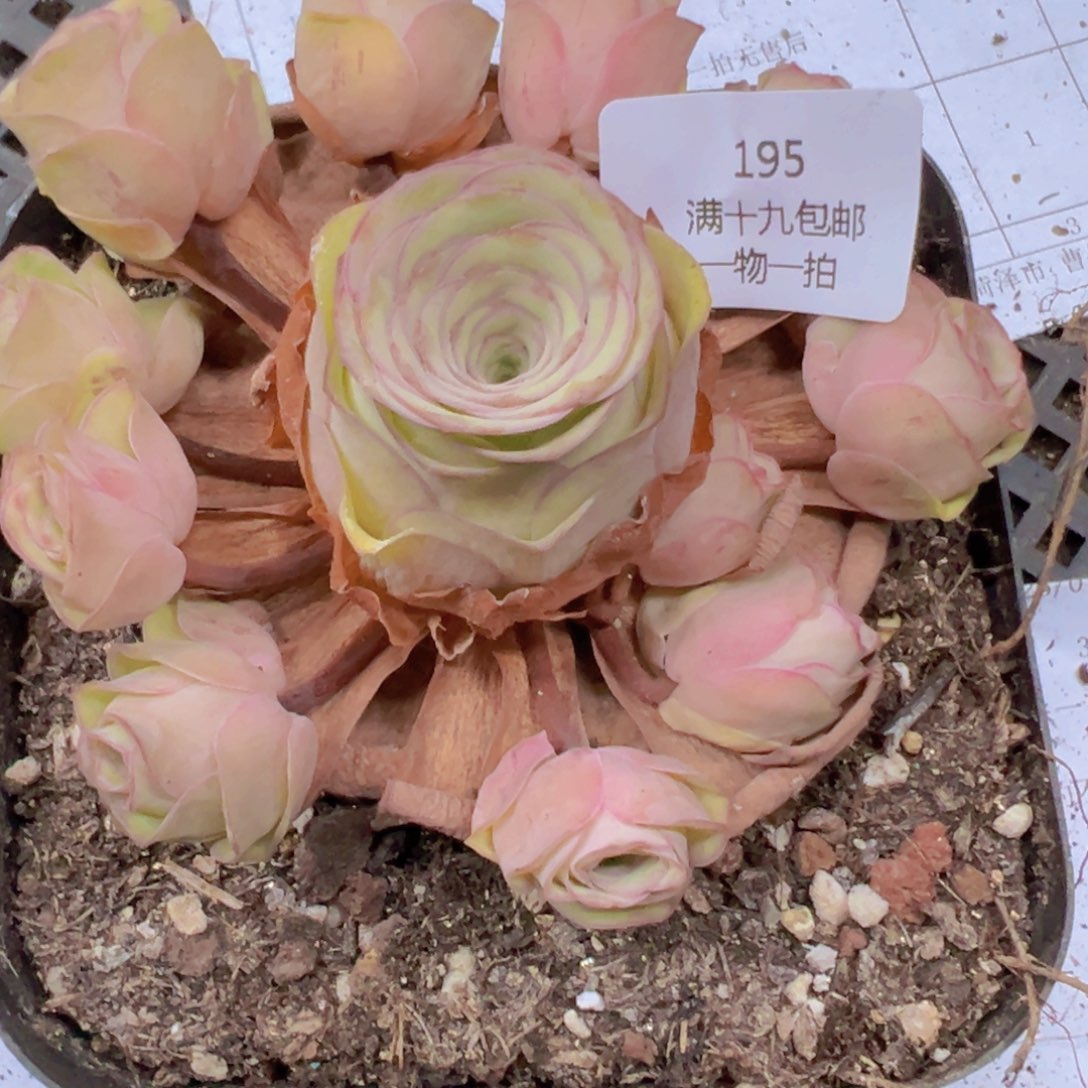 195 带盆土发货无售后