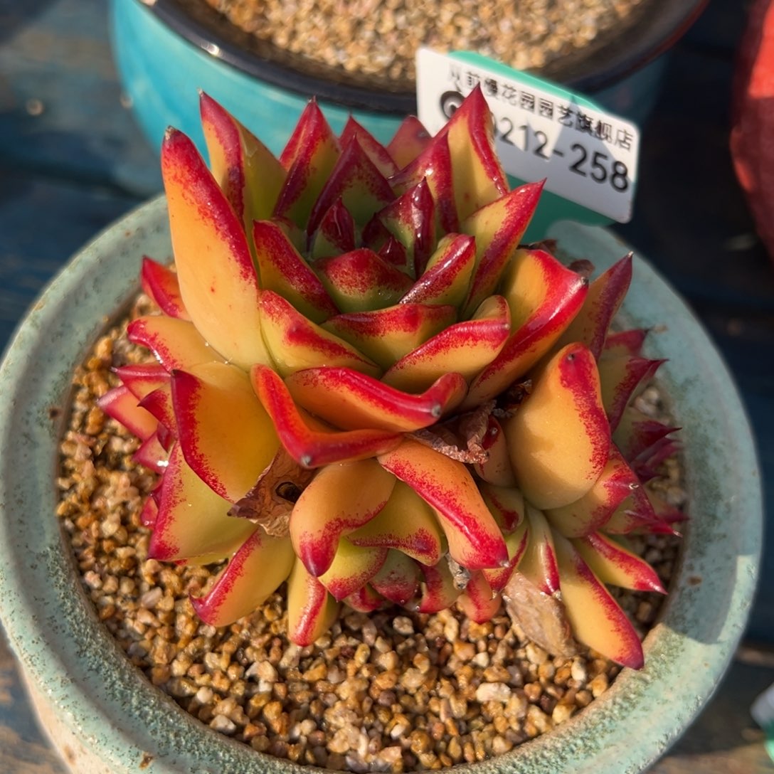 从前慢多肉精选编号0212.258