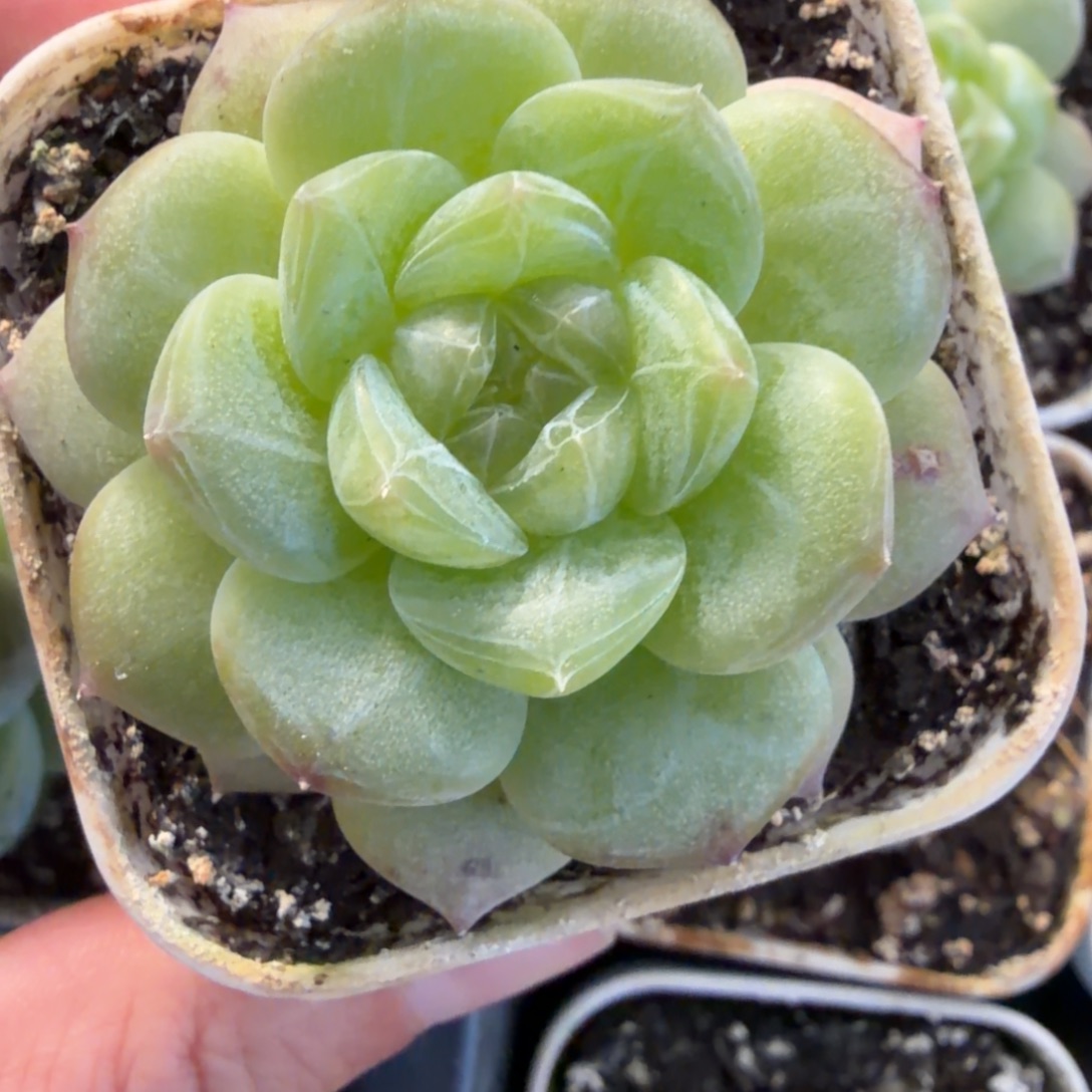 东篱下多肉植物哈哈哈哈