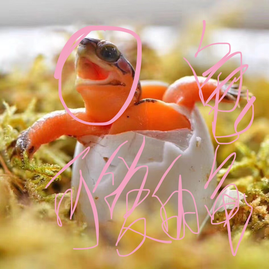 人工养殖观赏宠物乌龟直播挑选链接