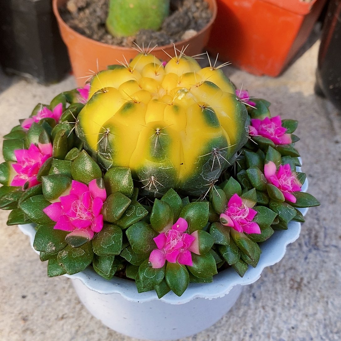 菲花溪11111111111111个