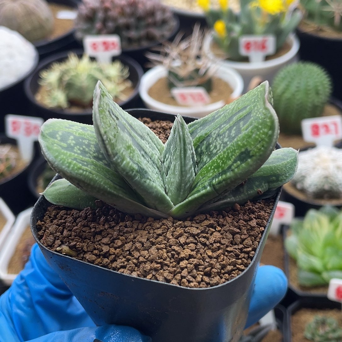 实生宽叶卧牛绿冰仙人球