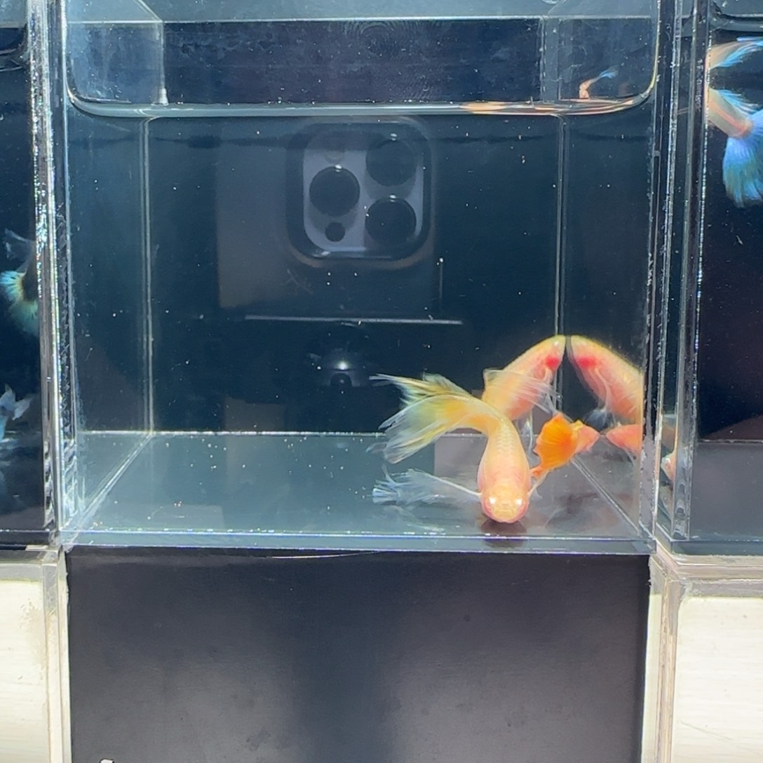 海水鱼黄金玻璃绣球1公2母