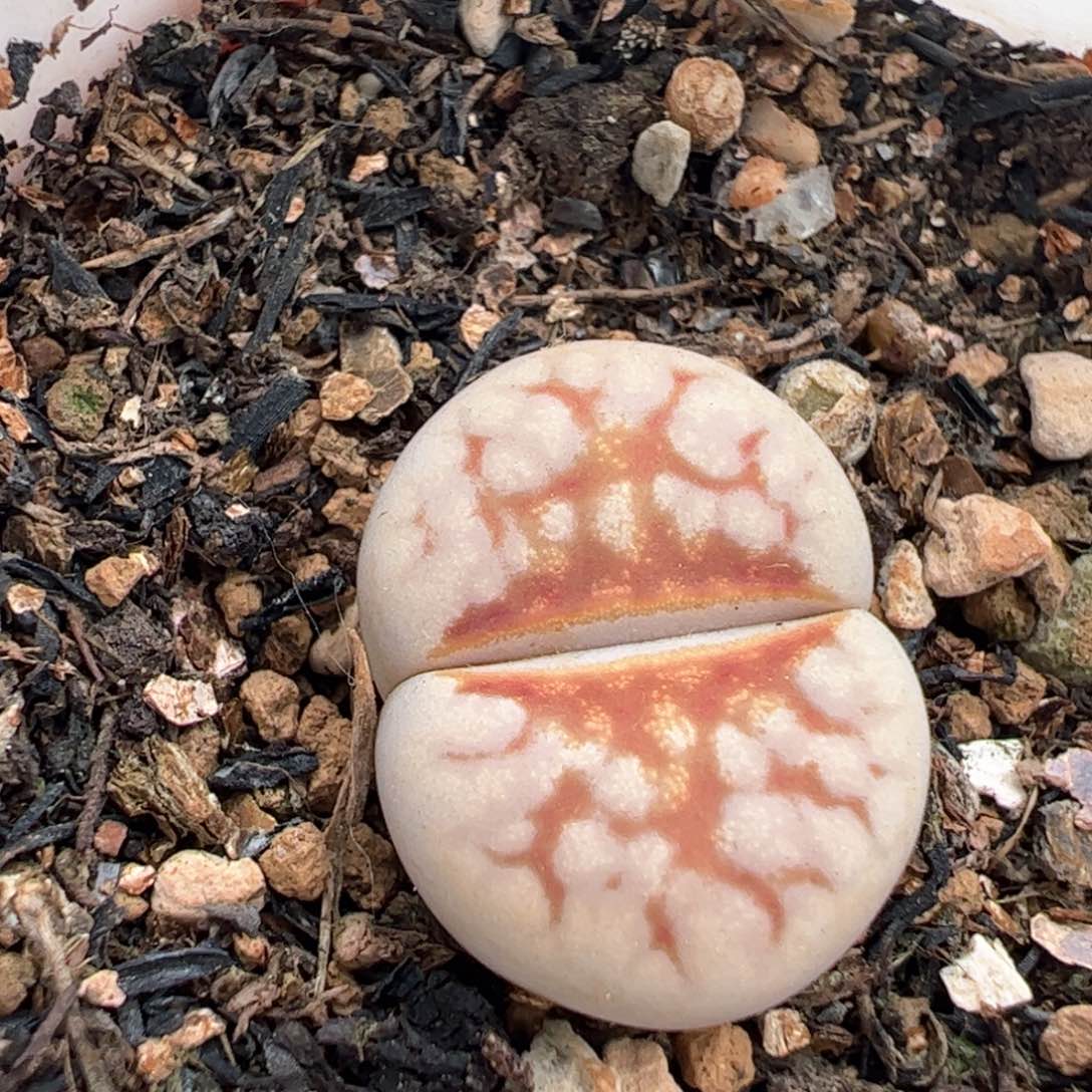  067多肉植物百科