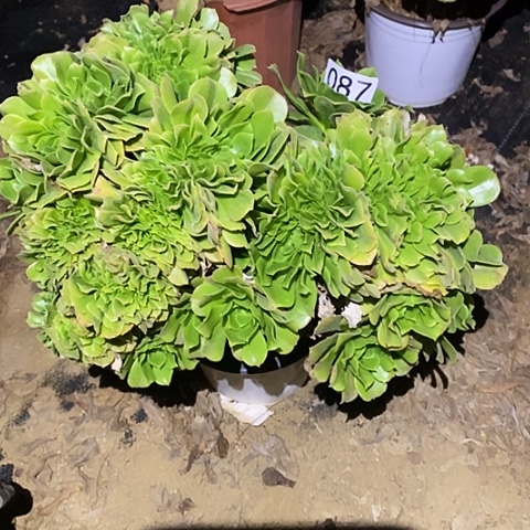 多肉植物法师87绿杨蓉缀