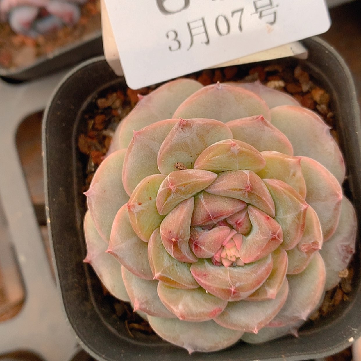 【闪购商品】云641