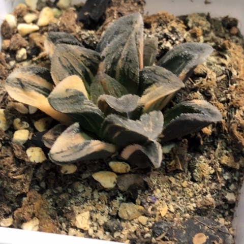 福*毛蟹锦带盆发货哈哈哈哈哈哈哈