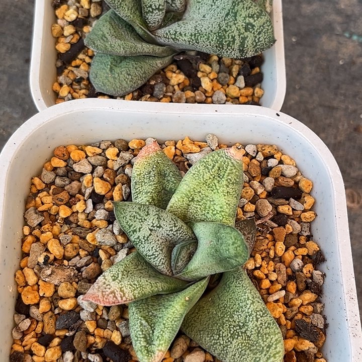 培*脱土发货111111111