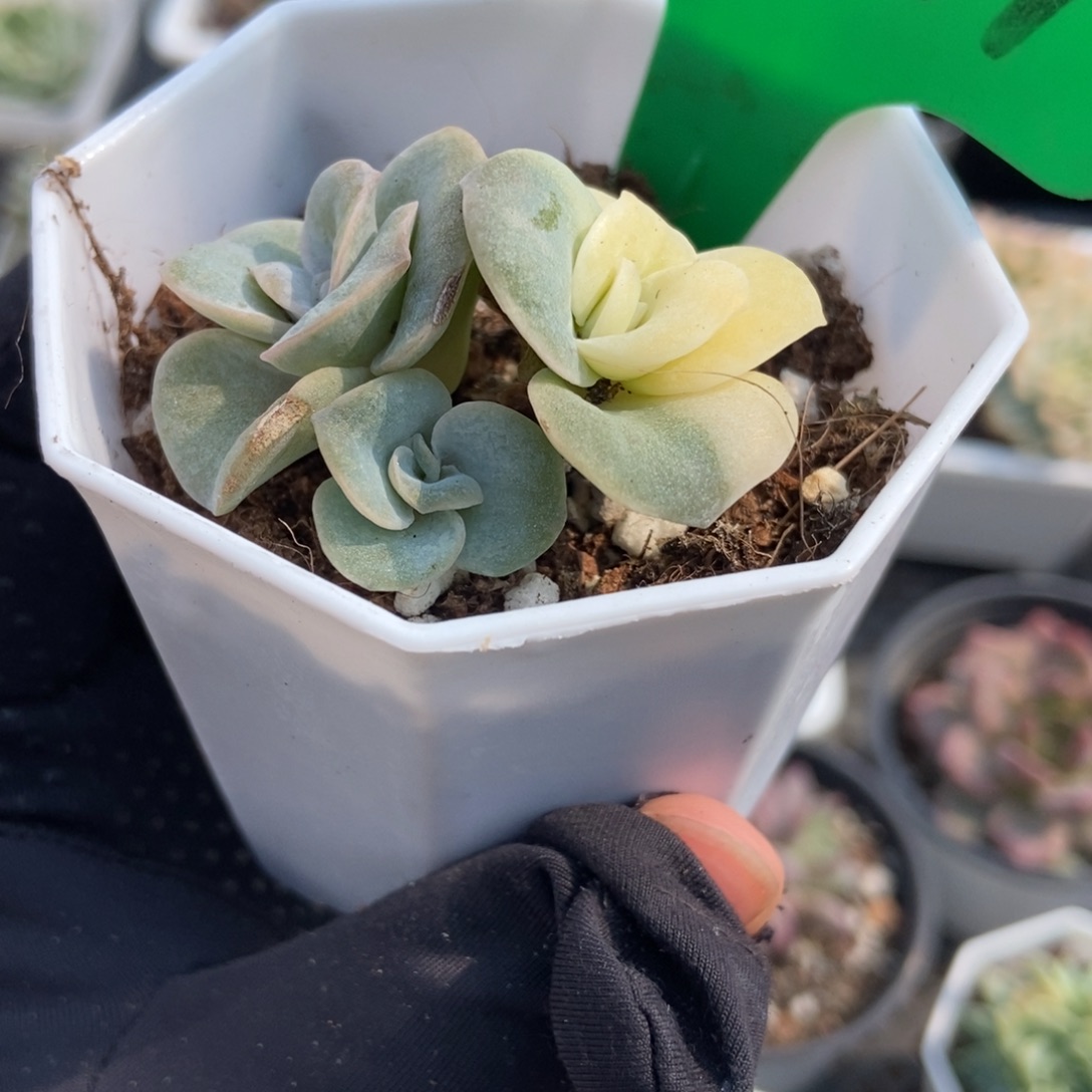 3141可爱玫瑰锦多肉植物保护