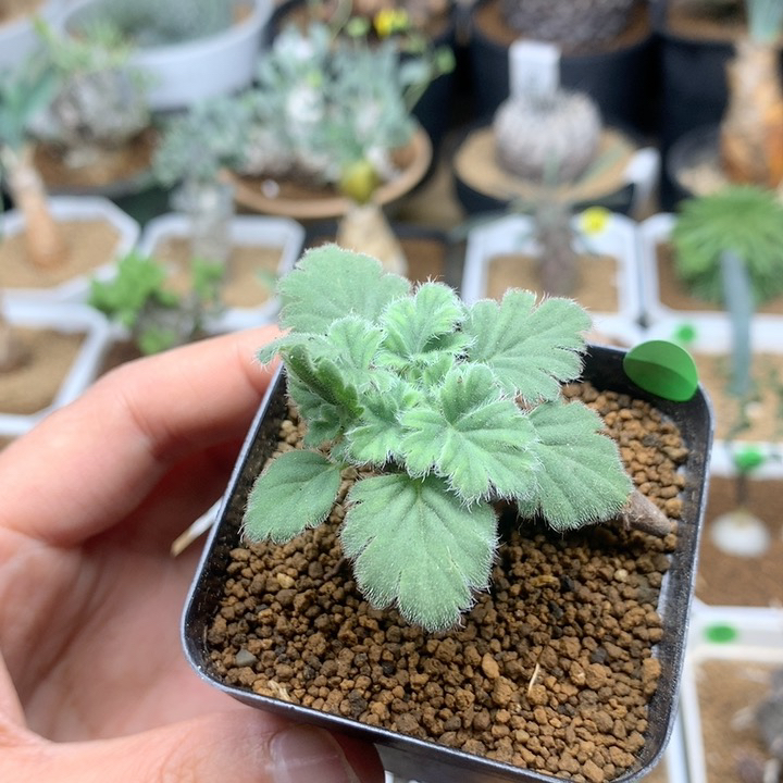 文纳森杨葵母本带盆