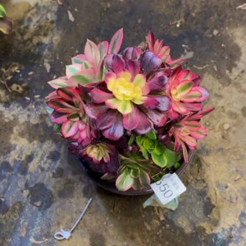 嫁接的多肉植物2650