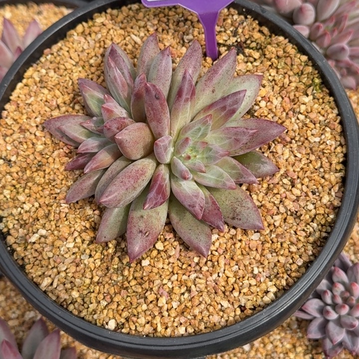 多肉植物虞美人群840