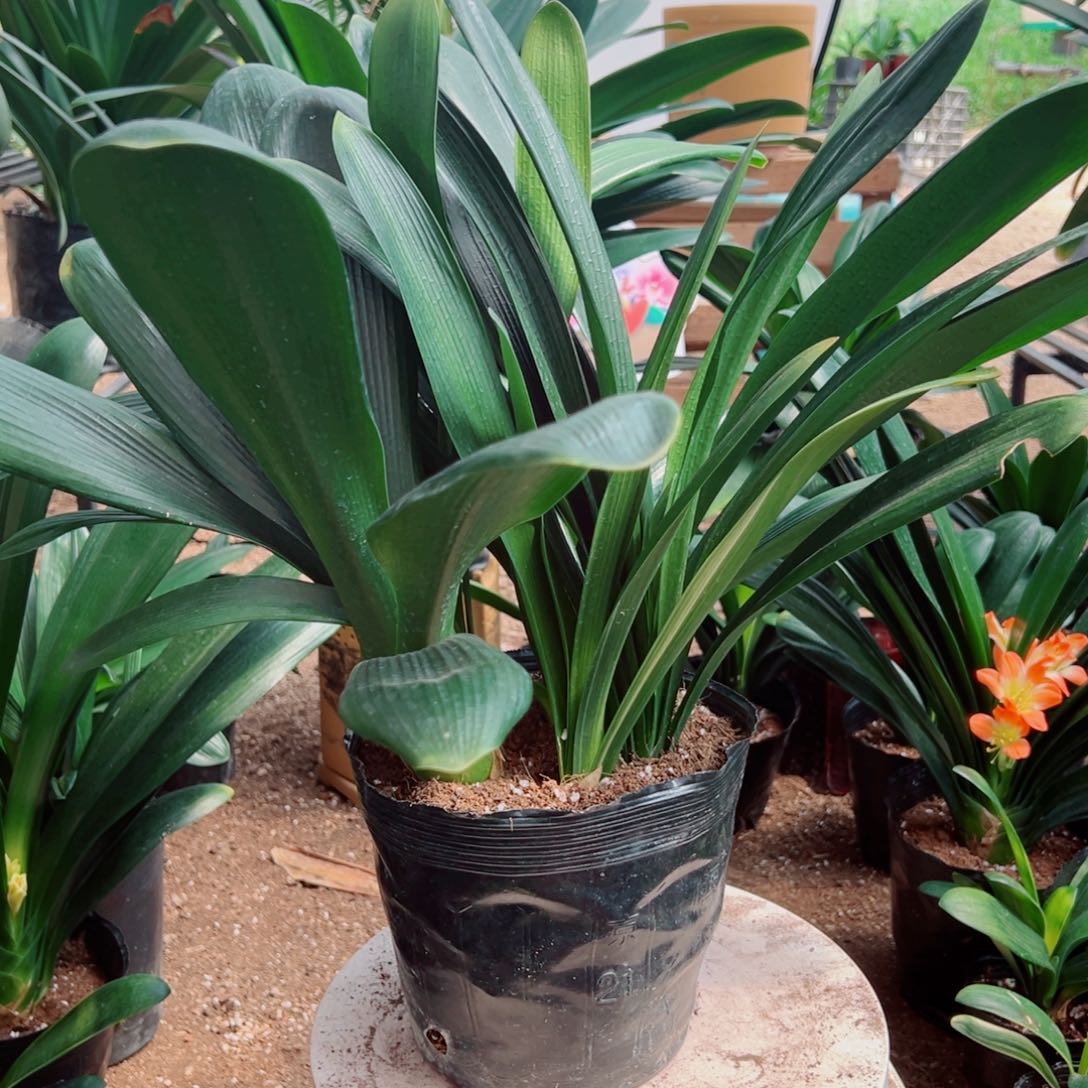 当前无花栽培后可以开花多棵组君子兰