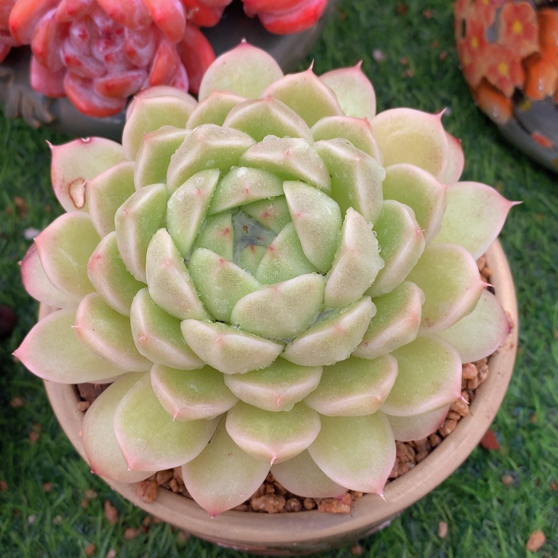 麦秆12 公分一物一拍