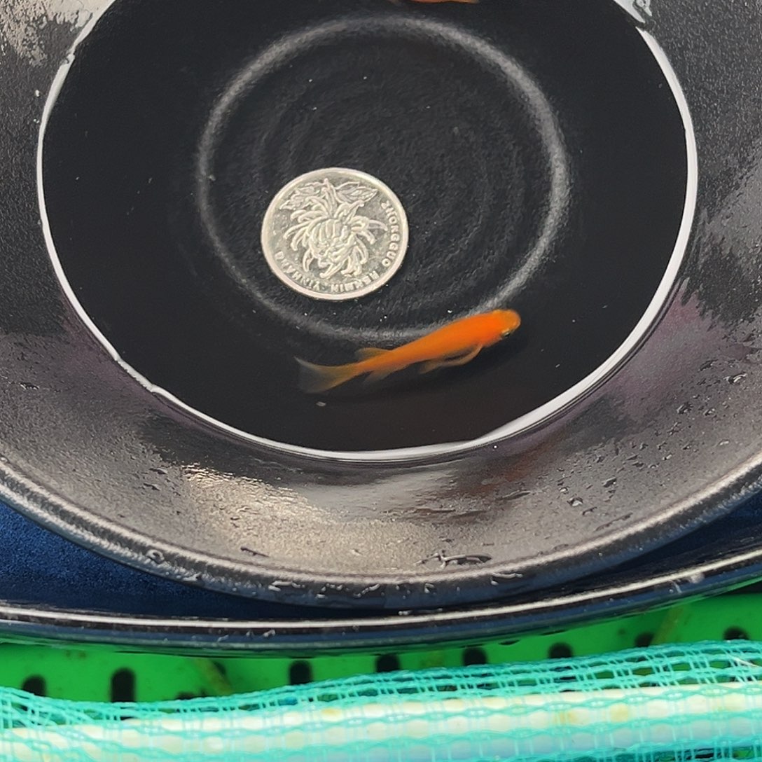 青鳉鱼真长鳍小野红帝2条品相自观16号