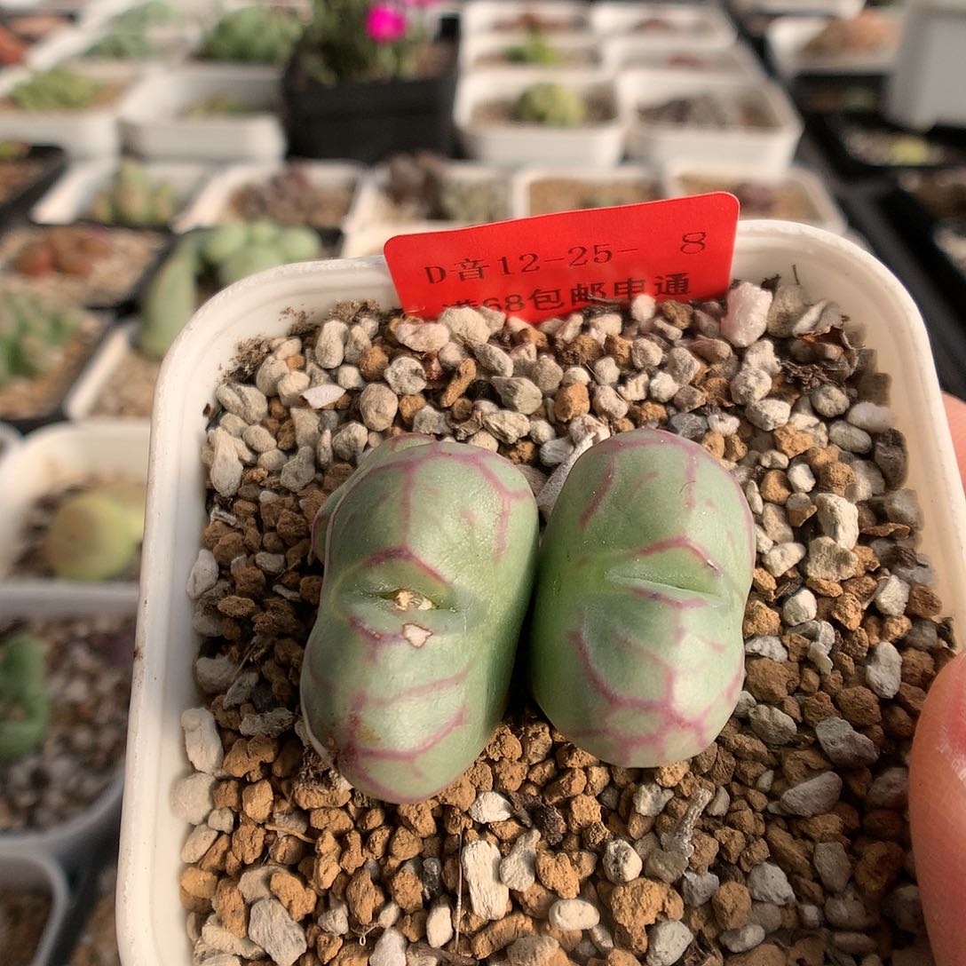 12-25-8 瑕疵杂一颗